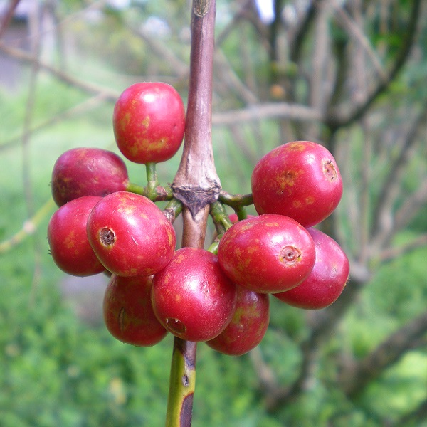 Sheko Coffee Berries